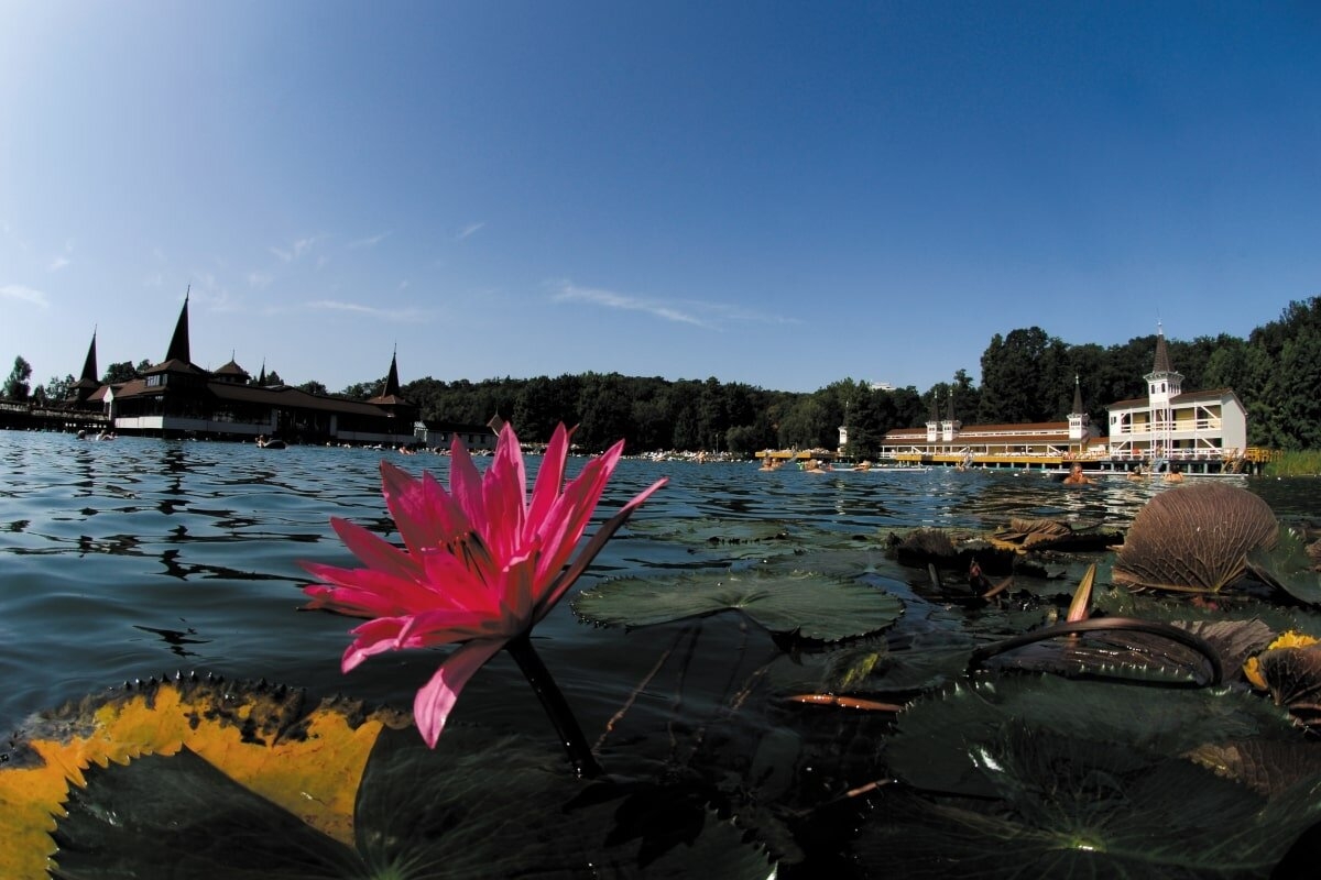 Lotus Wellness & Vitality